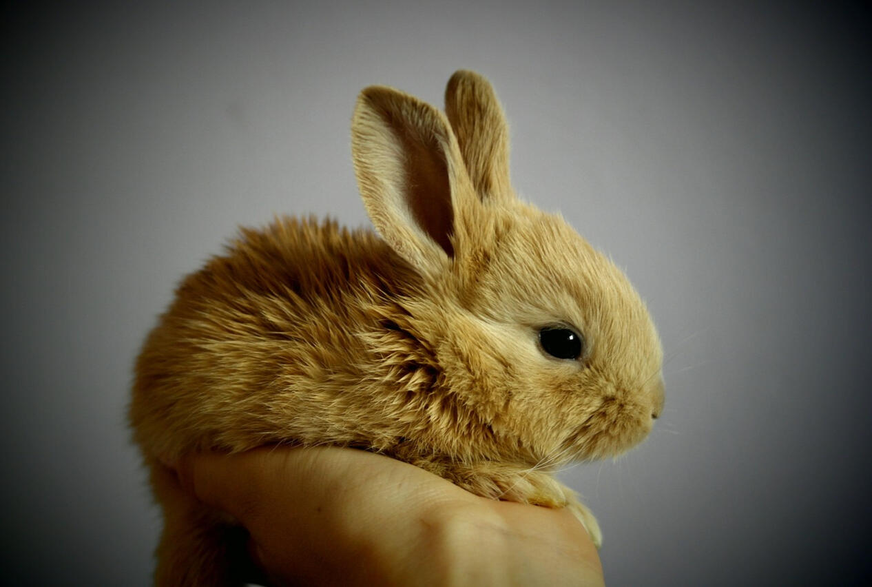 Everything You Need To Know About RHDV2 in Rabbits - Andy by Anderson